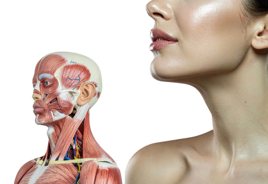 Neck posture awareness aging showing the muscles and human visual